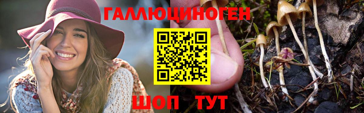 Галлюциногенные грибы Psilocybine cubensis Ликино-Дулёво